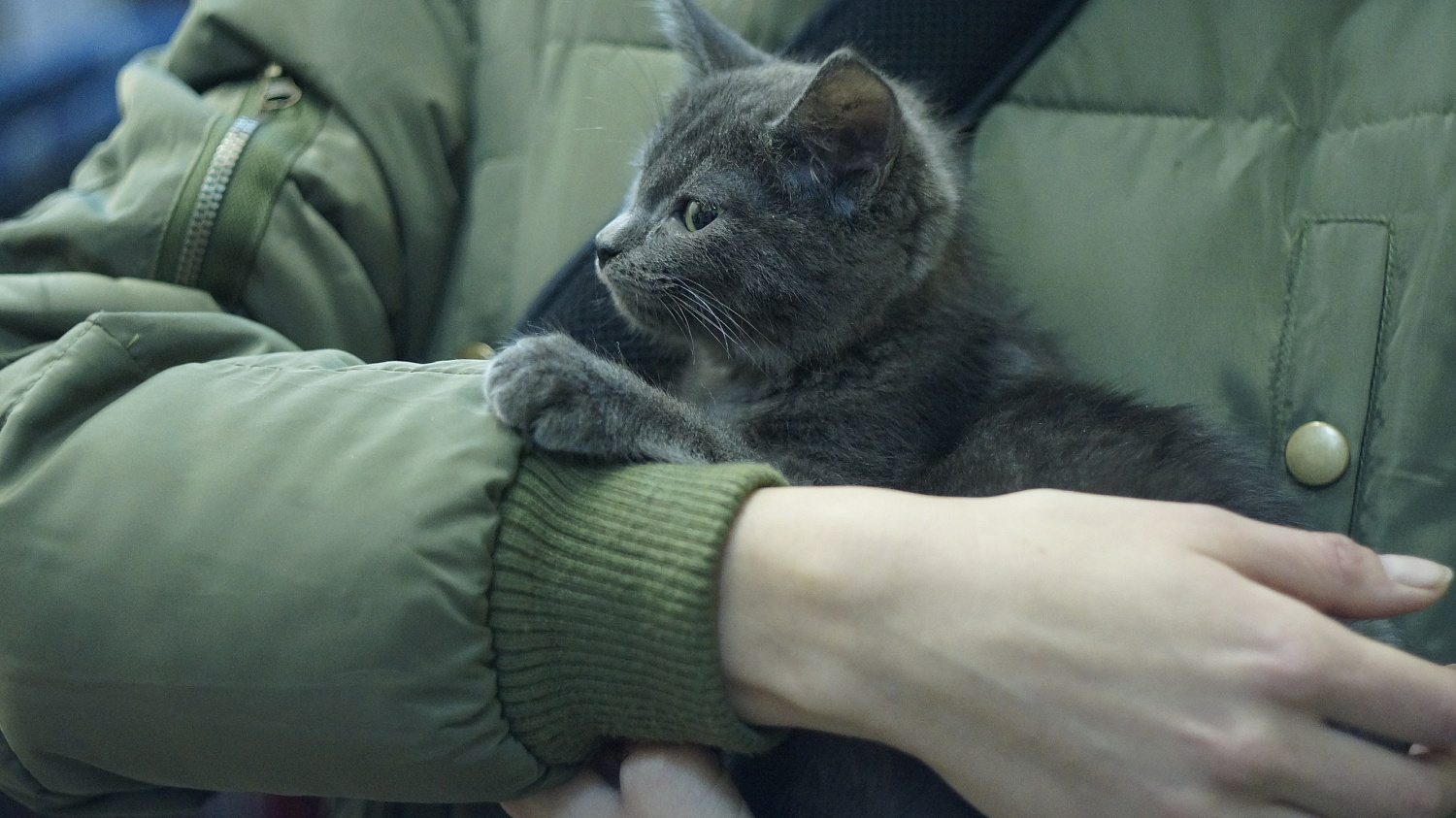 Ниссан клуб навестил животных из приюта